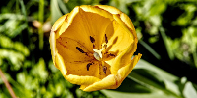 tulpe 2.jpg