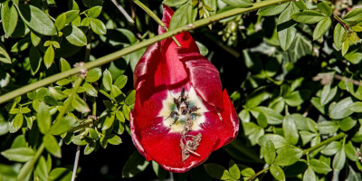 tulpe 3.jpg
