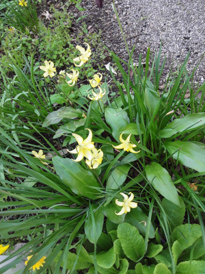 Erythronium Pagoda