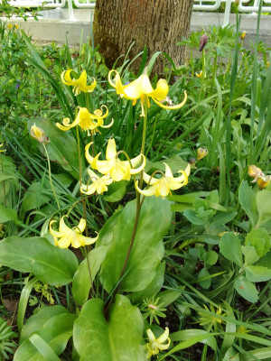 Erythronium Pagoda