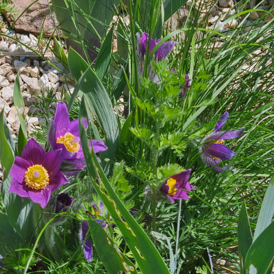 Pulsatilla vulgaris Blaue Glocke 20260424_124630.jpg