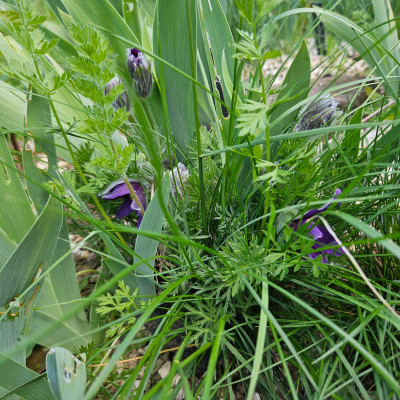 Pulsatilla vulgaris Blaue Glocke 20260420_115721.jpg