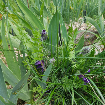 Pulsatilla vulgaris Blaue Glocke 20260420_115714.jpg