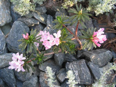 Daphne_arbuscula_klein.JPG