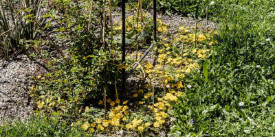 POTENTILLA CRANTZII GOLDRAUSCH.jpg