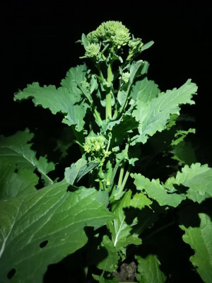 Cima di rapa 60d heilige Gral.jpeg