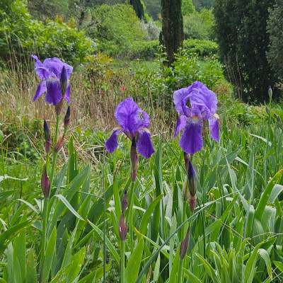 Iris germanica schöne Knospen HP f 20240415_124206.jpg