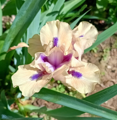 IMG_20260425_115656705_HDR~2.jpg