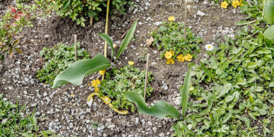 Tulpe ohne blüte.jpg