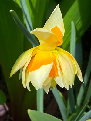 'Richard Bennet'