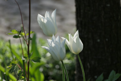 'White Triumphator'