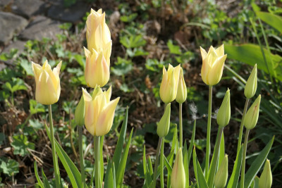 'Elegant Lady'