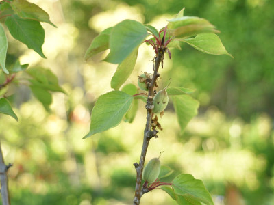 aprikose_frassstelle_nach_austrieb02_crop.JPG