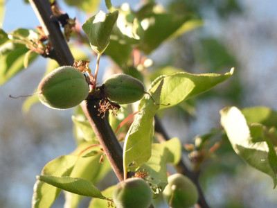 aprikose_mutmasslich-wanzenbisse_crop.JPG