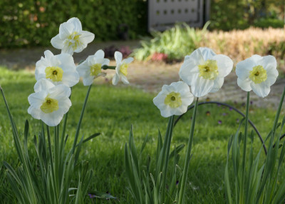 'Papillon Blanc'