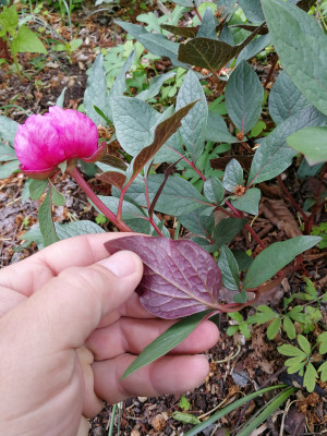 IMG_20190512_103204_Paeonia cambessedesii.jpg