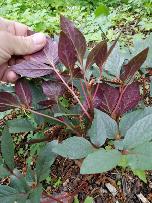 IMG_20190512_103214_Paeonia cambessedesii.jpg