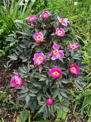 IMG_20210518_162945Paeonia cambessedesii.jpg