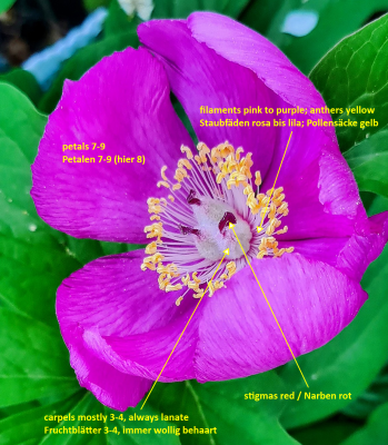 Paeonia_mascula_Text_Erdmännchen.png