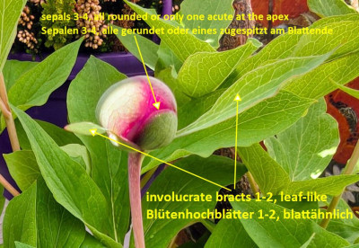 Paeonia mascula2_Text_Erdmännchen.jpg