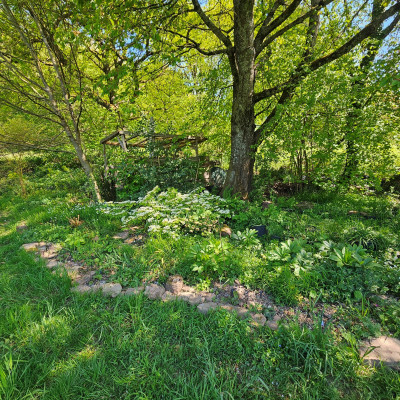 unter der Buche f verkleinert 20260422_112047.jpg