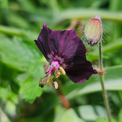 Geranium phaeum f 20260424_124228.jpg