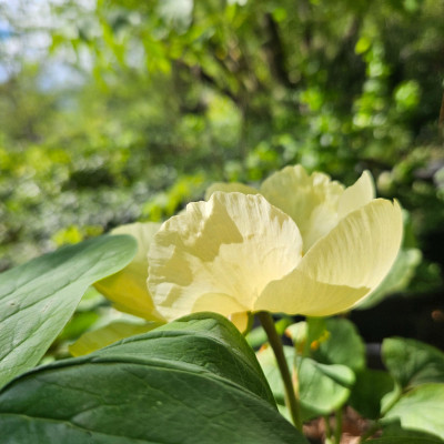 Paeonia mlokosewitschii 20260417_153236.jpg