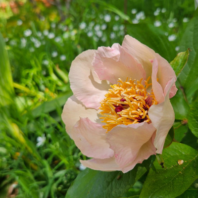 Paeonia ‘Mai Fleuri’ f 20260424_124309.jpg