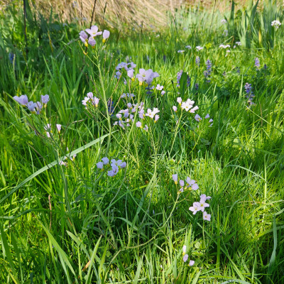 Cardamine pratensis 20260417_135902.jpg