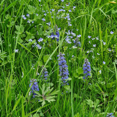 Ajuga reptans + Veronica 20260418_155905.jpg