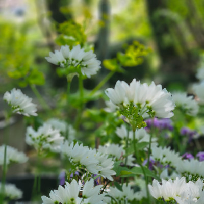 Allium zebdanense 20260417_140742.jpg