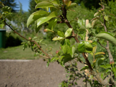 Williams_QuitteA_20250520_scheckige-blaetter_crop.jpg