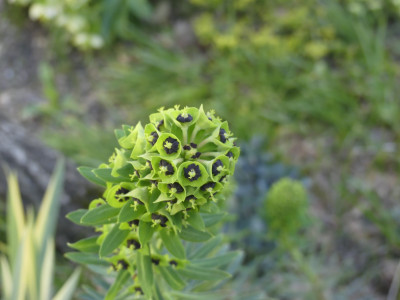 Euphorbia characias Black Pearl