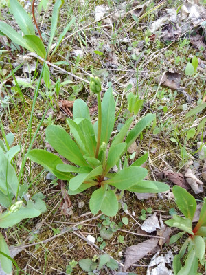 Dodecatheon,knospig