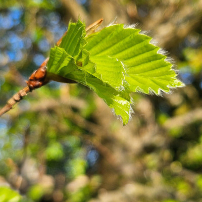 junges Buchenlaub 20260426_183827.jpg
