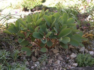 Paeonia wendelboi 27.04.26.JPG