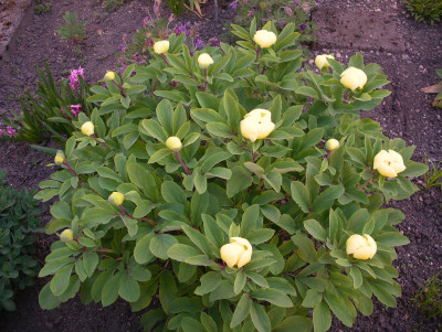 Paeonia daurica ssp. mlokosewitschii 26.04.26.JPG
