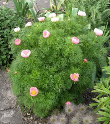 Paeonia tenuifolia Rosea 26.04.26.JPG