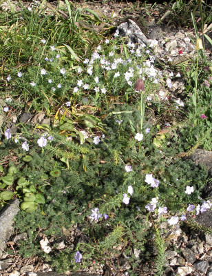 Linum alpinum 26.04.26.JPG