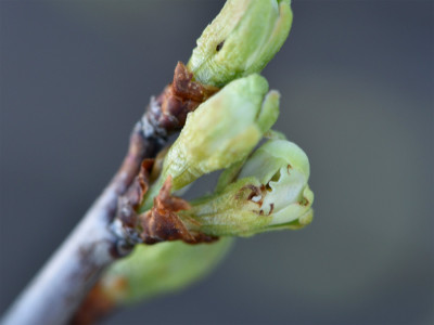 Etscheid_BBCH59_crop.jpg
