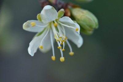 zwetschge_kleine_petalen_crop.jpg