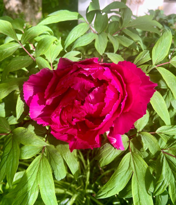 IMG_3021.jpeg