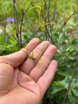 Zitronenfalter-Eier Gonepteryx rhamni  auf Rhamnus Frangula 'Asplenifolia'