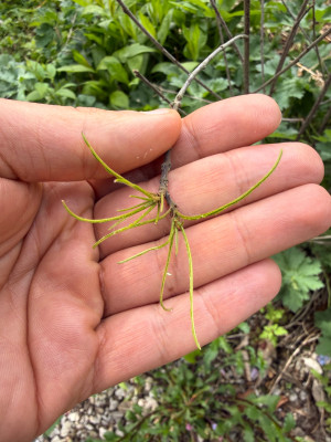 Zitronenfalter-Eier Gonepteryx rhamni  auf Rhamnus Frangula 'Asplenifolia'