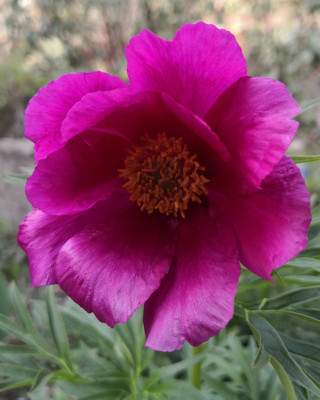 paeonia veitchii.jpg