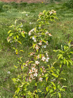 Malus Evereste