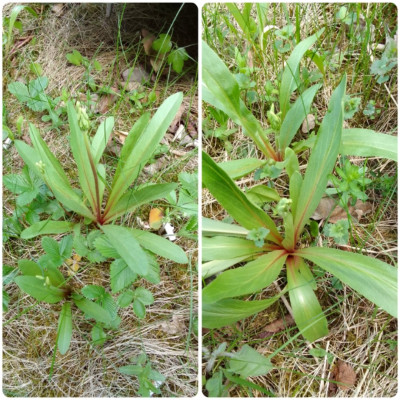 Dodecatheon