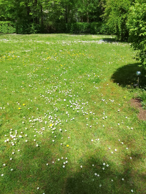 Wiese in Neuperlach