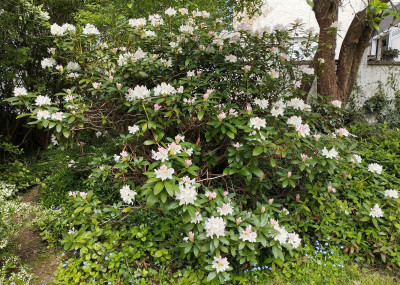 260427_RhodoWeissRosa.jpg