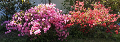 260425_Azaleen.jpg